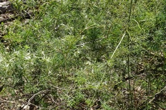 Clematis leptophylla