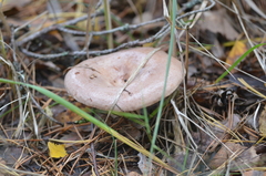 Lactarius trivialis