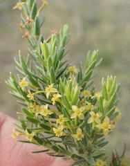 Struthiola parviflora