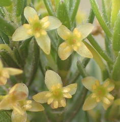 Struthiola parviflora