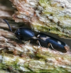 Abelater uncinatus