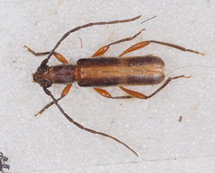 Ossibia fuscata