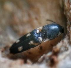 Abelater uncinatus