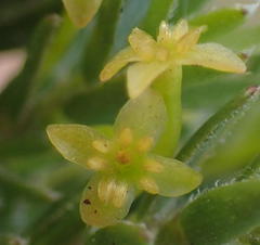 Struthiola parviflora
