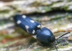 Abelater uncinatus