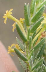 Struthiola parviflora