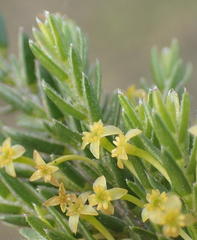 Struthiola parviflora