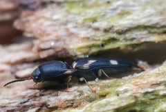Abelater uncinatus