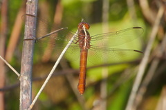 Libellula herculea