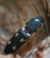Abelater uncinatus