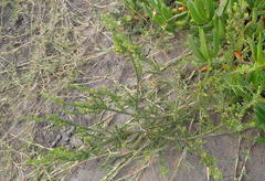 Struthiola parviflora