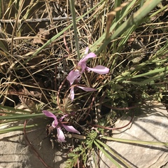 Cyclamen persicum
