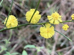Acacia extensa