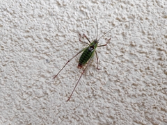 Poecilimon thoracicus