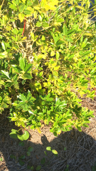 Osmanthus heterophyllus