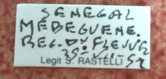 Ossibia fuscata