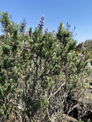 Syncolostemon incanus