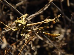 Empusa binotata