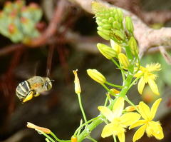 Amegilla obscuriceps