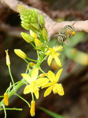 Amegilla obscuriceps