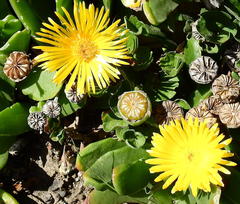 Glottiphyllum longum