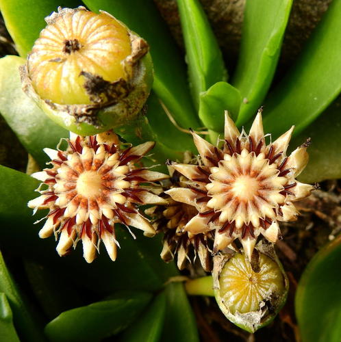 Mesembryanthemum angustum var. heterophyllum auct. sensu Salm-Dyck 3