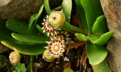 Glottiphyllum longum