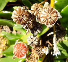 Glottiphyllum longum