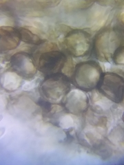 Acephala