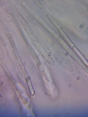 Acephala