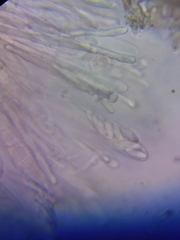 Acephala
