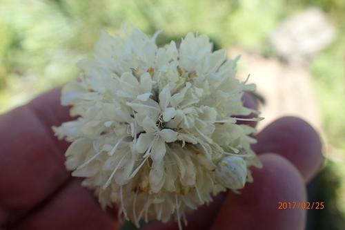 Cephalaria oblongifolia (Cephalaria oblongifolia)