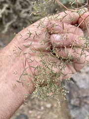 Euphorbia gracillima