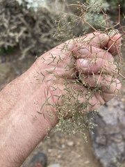 Euphorbia gracillima