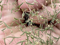 Euphorbia gracillima