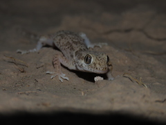 Bunopus crassicauda