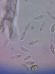 Acephala