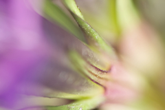 Gentianella praecox