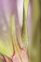 Gentianella praecox