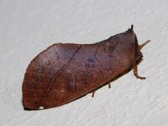 Peratodonta