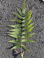 Sorbaria sorbifolia