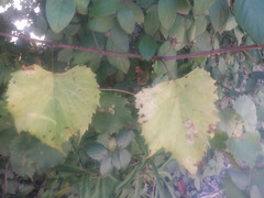 Vitis riparia