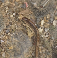 Brachyiulus pusillus