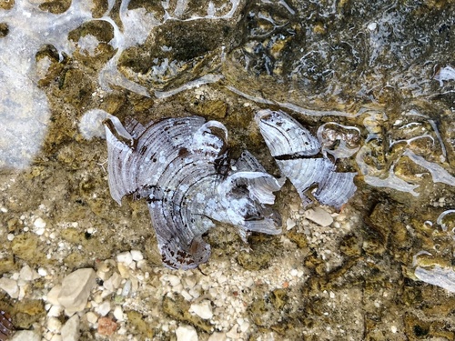 Paunov rep (Padina pavonica)