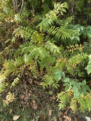 Sorbaria sorbifolia