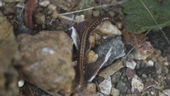 Brachyiulus pusillus