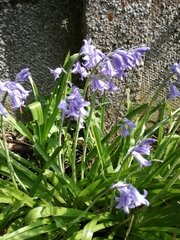 Hyacinthoides non-scripta