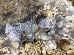 Padina pavonica