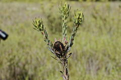 Leucadendron chamelaea