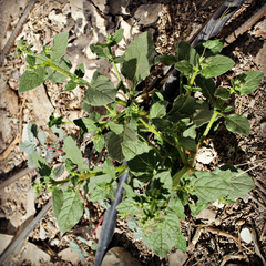 Trichodesma ehrenbergii